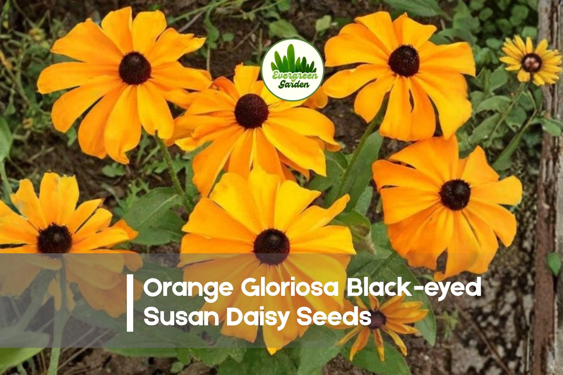 Orange Gloriosa Black-eyed Susan Seeds | Rudbeckia hirta | Bright Orange Daisy Flowers for Borders & Pollinator Gardens