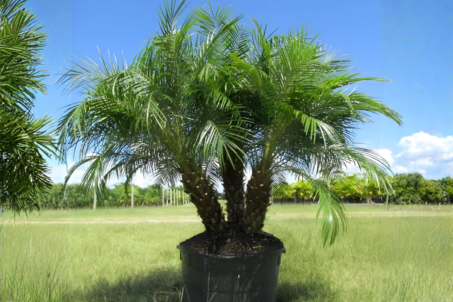 Pygmy Date Palm Seeds, Phoenix roebelenii, Compact Ornamental Indoor & Patio Palm Seeds, 5 Pack