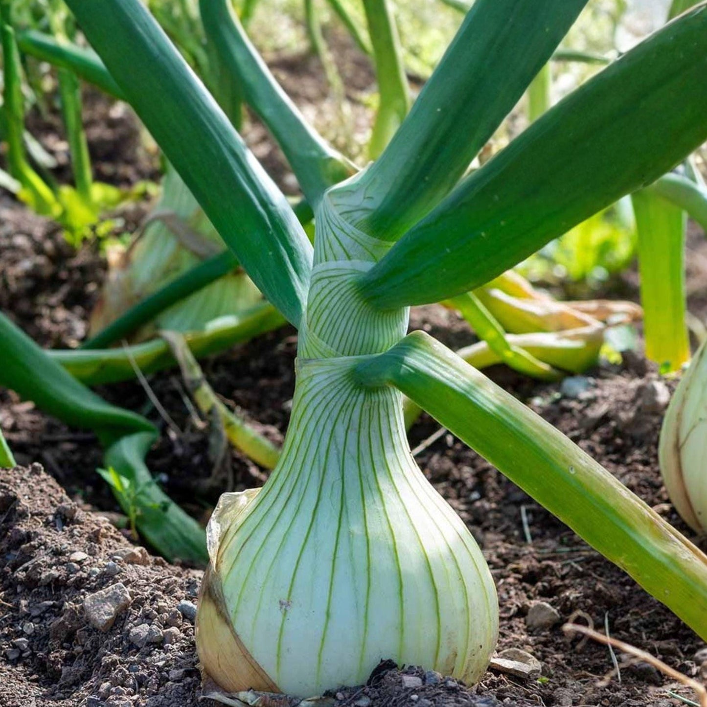 Walla Walla Onion Seeds, Allium cepa, Sweet Large Bulb, Vegetable Garden Plant, 50 Seeds