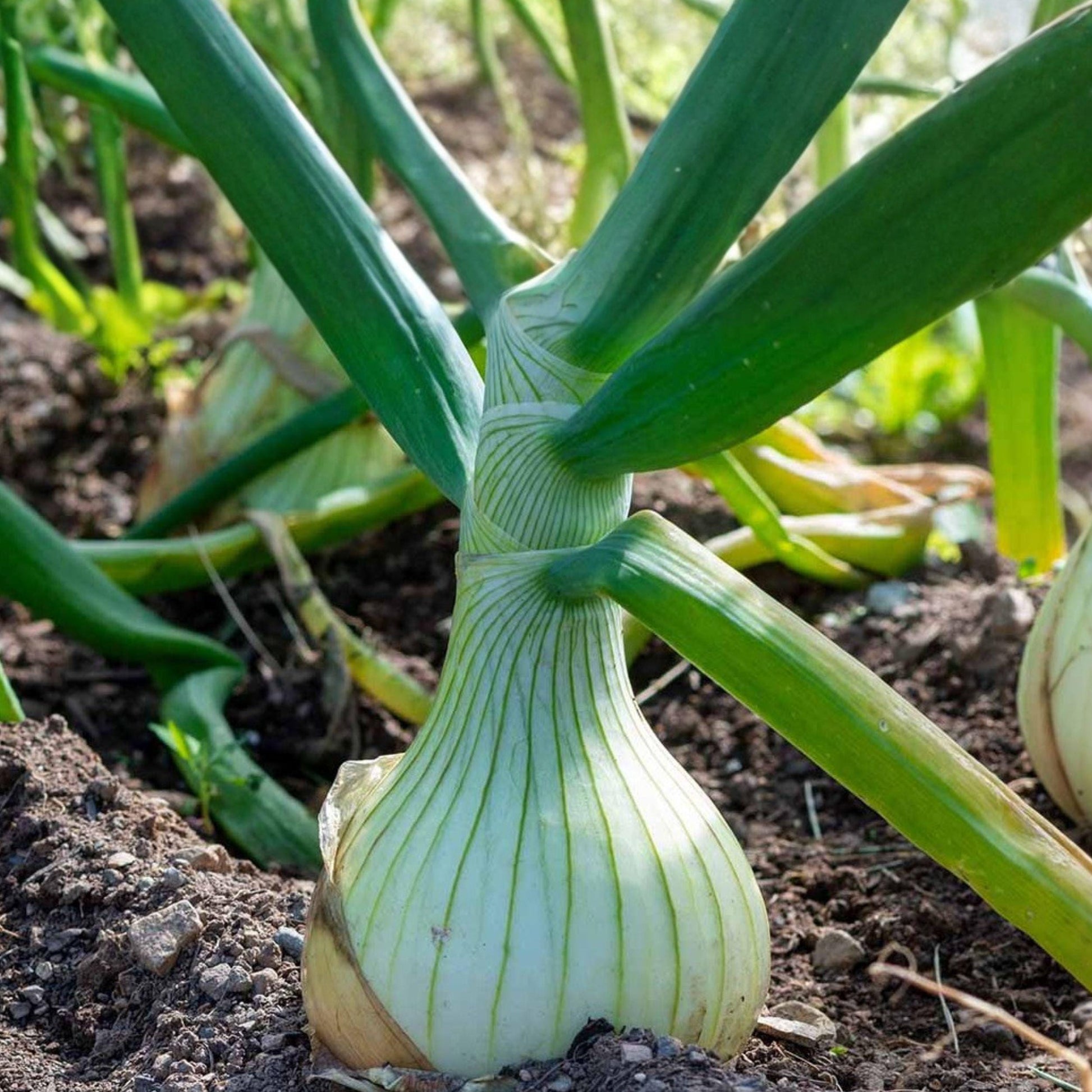 Walla Walla Onion Seeds, Allium cepa, Sweet Large Bulb, Vegetable Garden Plant, 50 Seeds