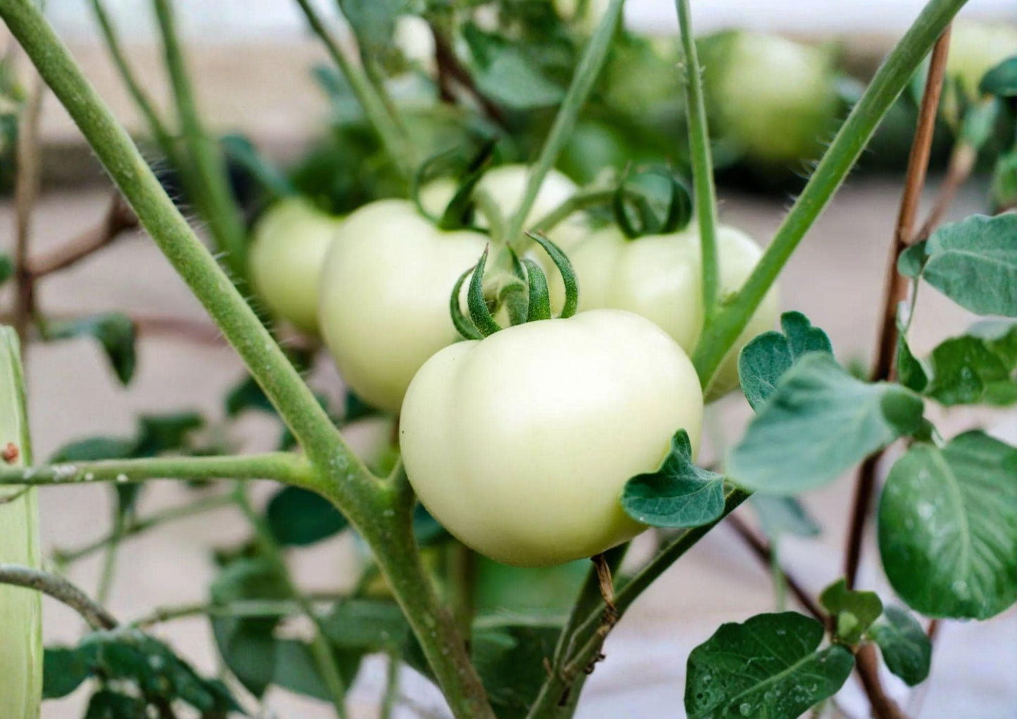 120+ Great White Tomato Seeds, Heirloom Non-GMO, Solanum Lycopersicum, Large Pale Beefsteak, Gourmet Garden Planting Seeds