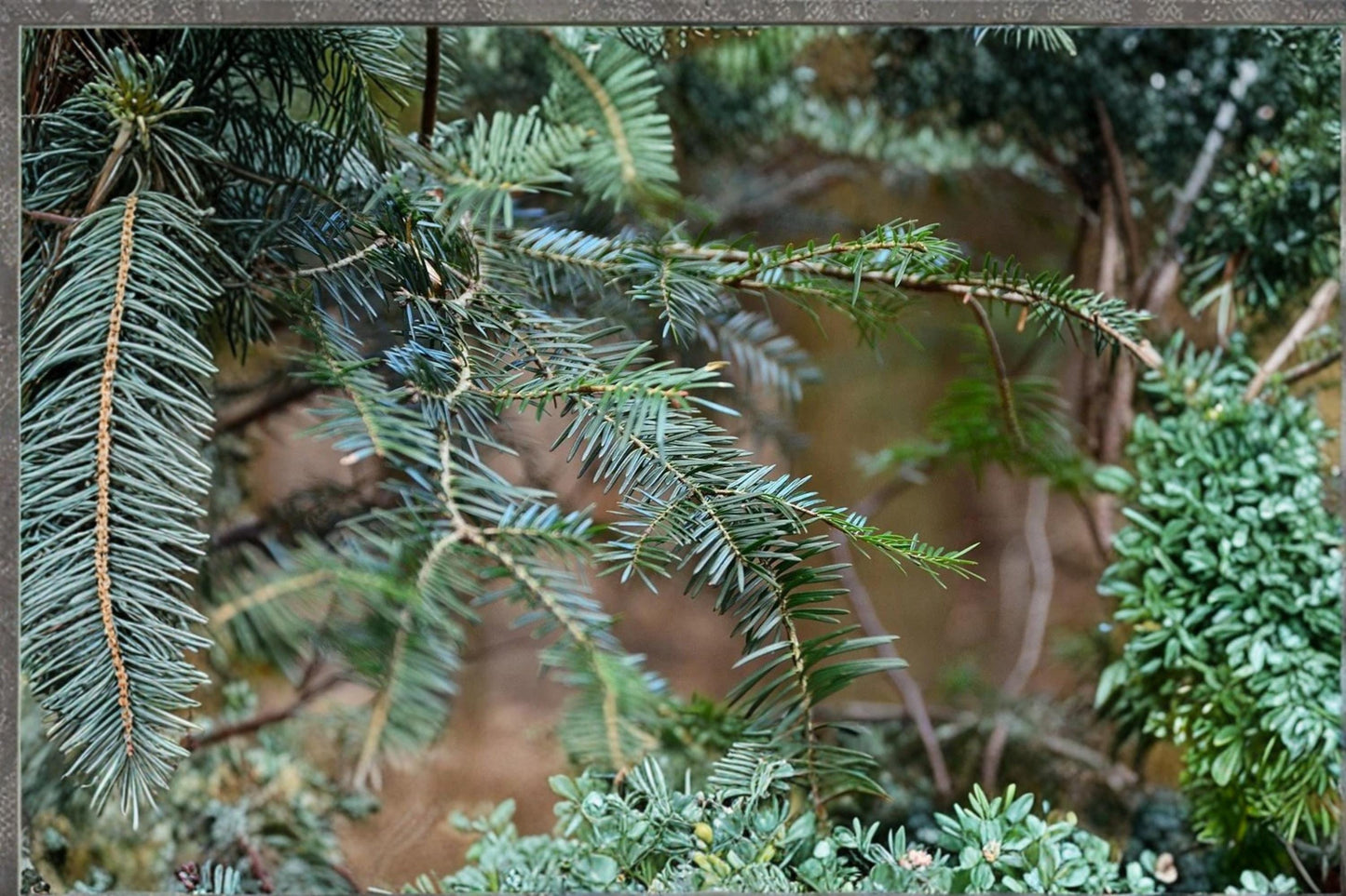 European Silver Fir Seeds – Abies alba Evergreen Conifer Tree for Cold Climates, Needle Foliage, Mountain Forest Species
