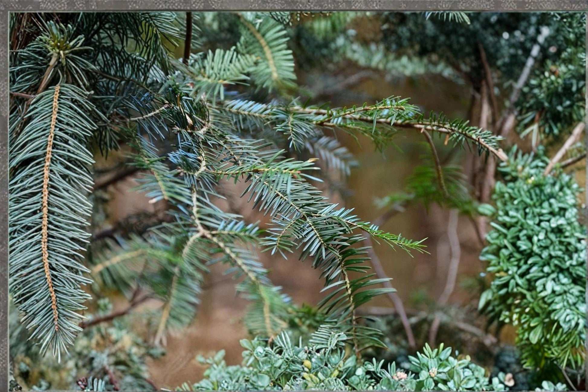 European Silver Fir Seeds – Abies alba Evergreen Conifer Tree for Cold Climates, Needle Foliage, Ornamental & Forest Use