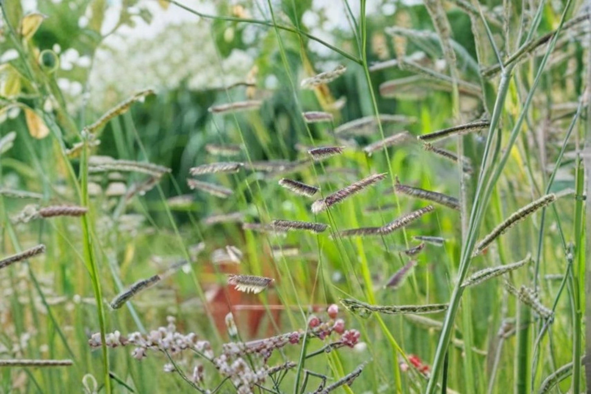 Blue Grama Grass Seeds – Bouteloua gracilis – Drought Tolerant Native Perennial Grass for Xeriscape and Natural Landscapes
