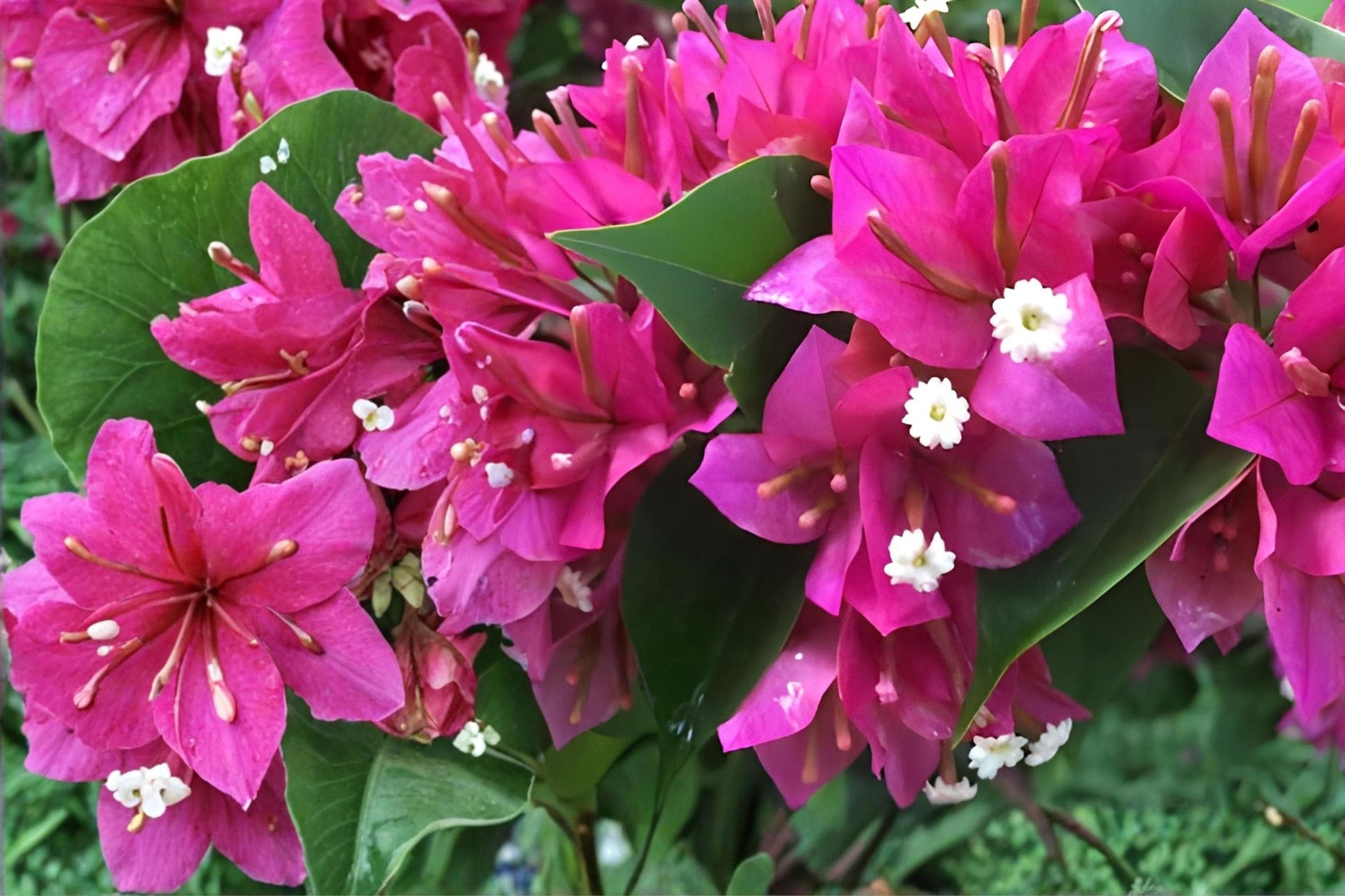 Fuchsia Bougainvillea Cuttings | Bougainvillea spectabilis Tropical Vine | 7 Live Unrooted Cuttings for Climbing, Fences, Containers