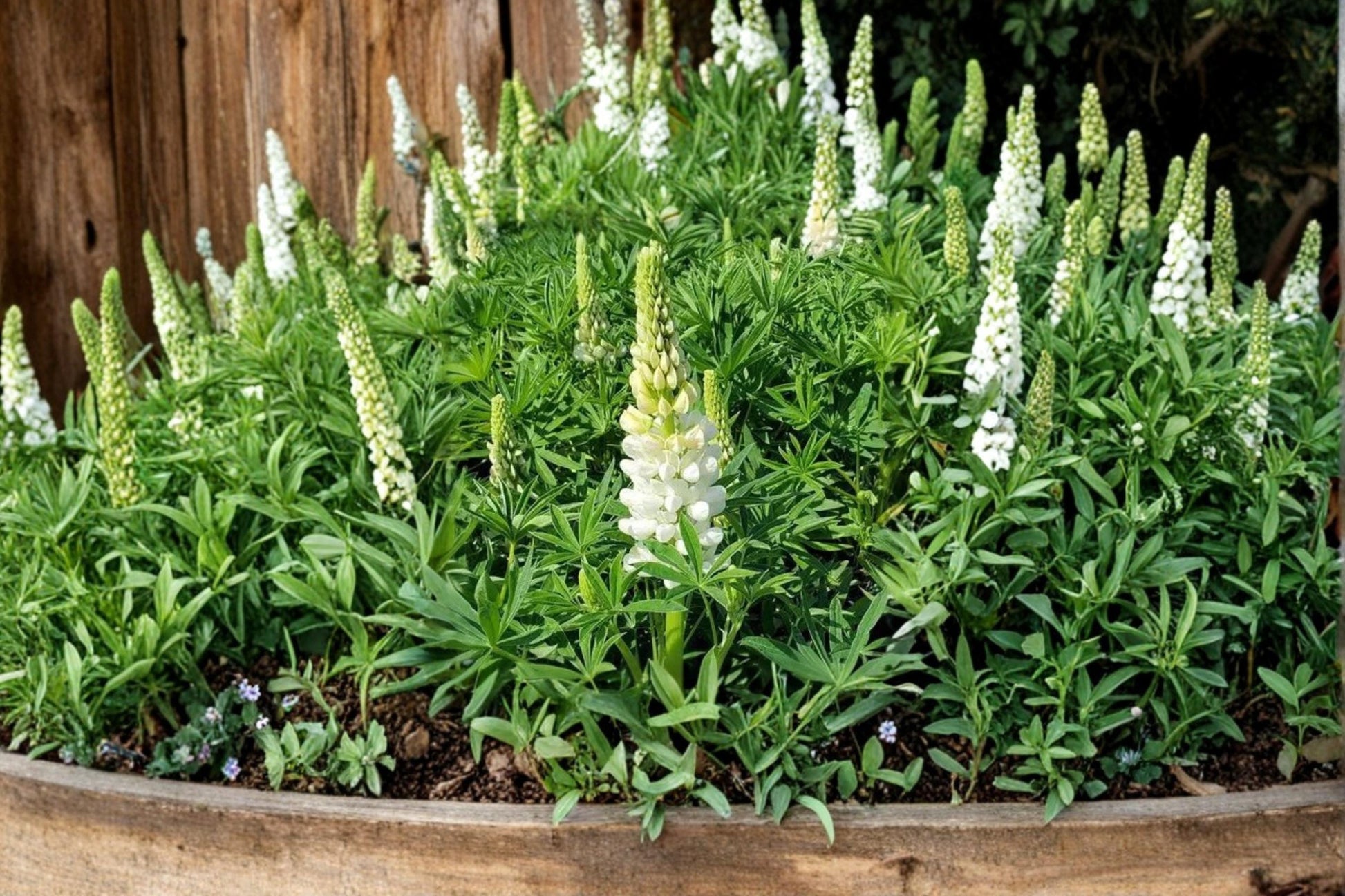 White Lupine Seeds – Perennial Flower, White Blooms, Lupinus polyphyllus, Garden Border, Pollinator, Nitrogen Fixing