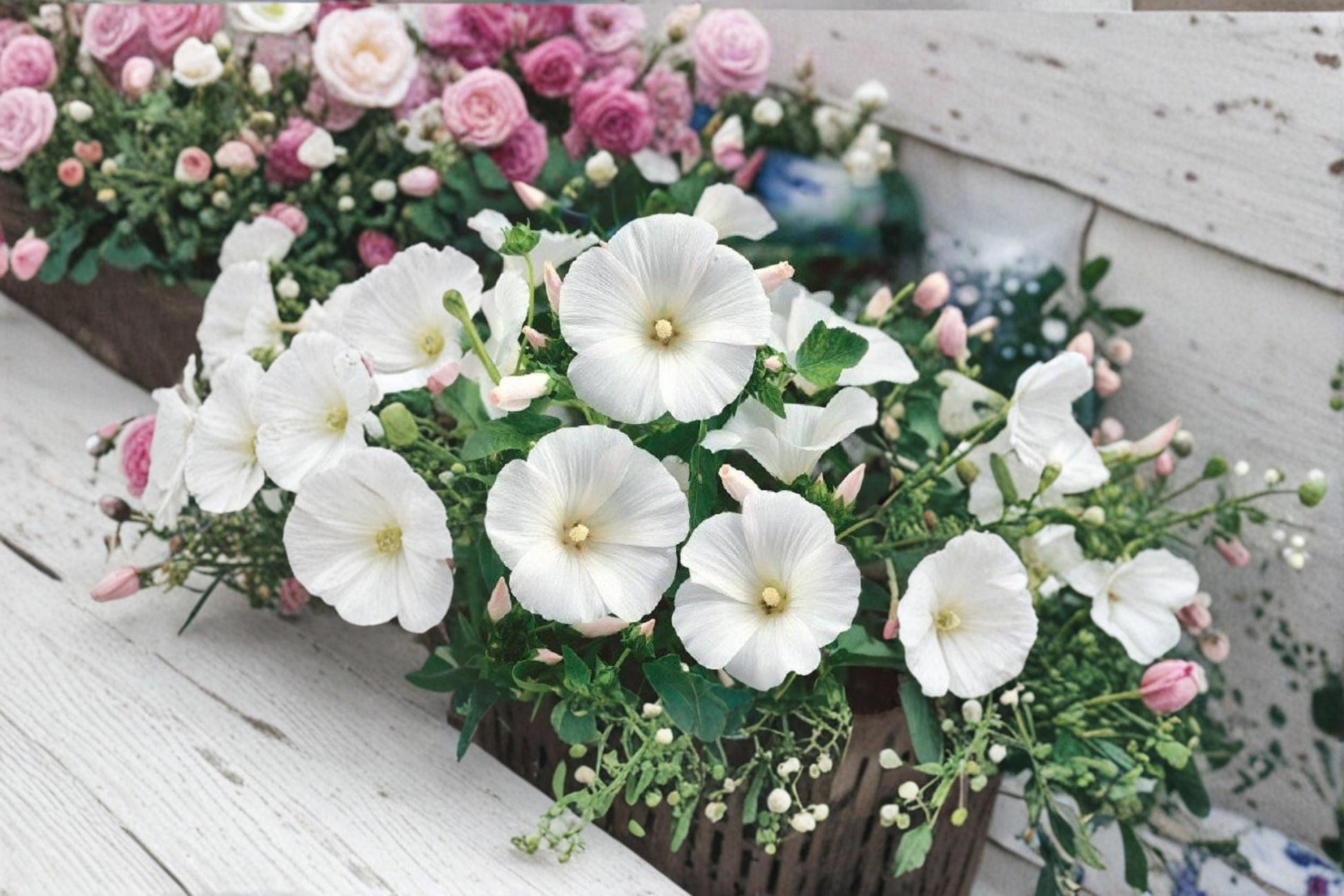 Dwarf White Rose Mallow Seeds – Lavatera trimestris, Annual Flower with White Funnel-Shaped Blooms, Compact Garden Plant