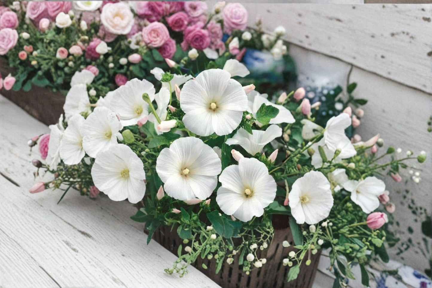 Dwarf White Rose Mallow Seeds – Lavatera trimestris – White Flower Annual for Garden Borders & Full Sun Plant