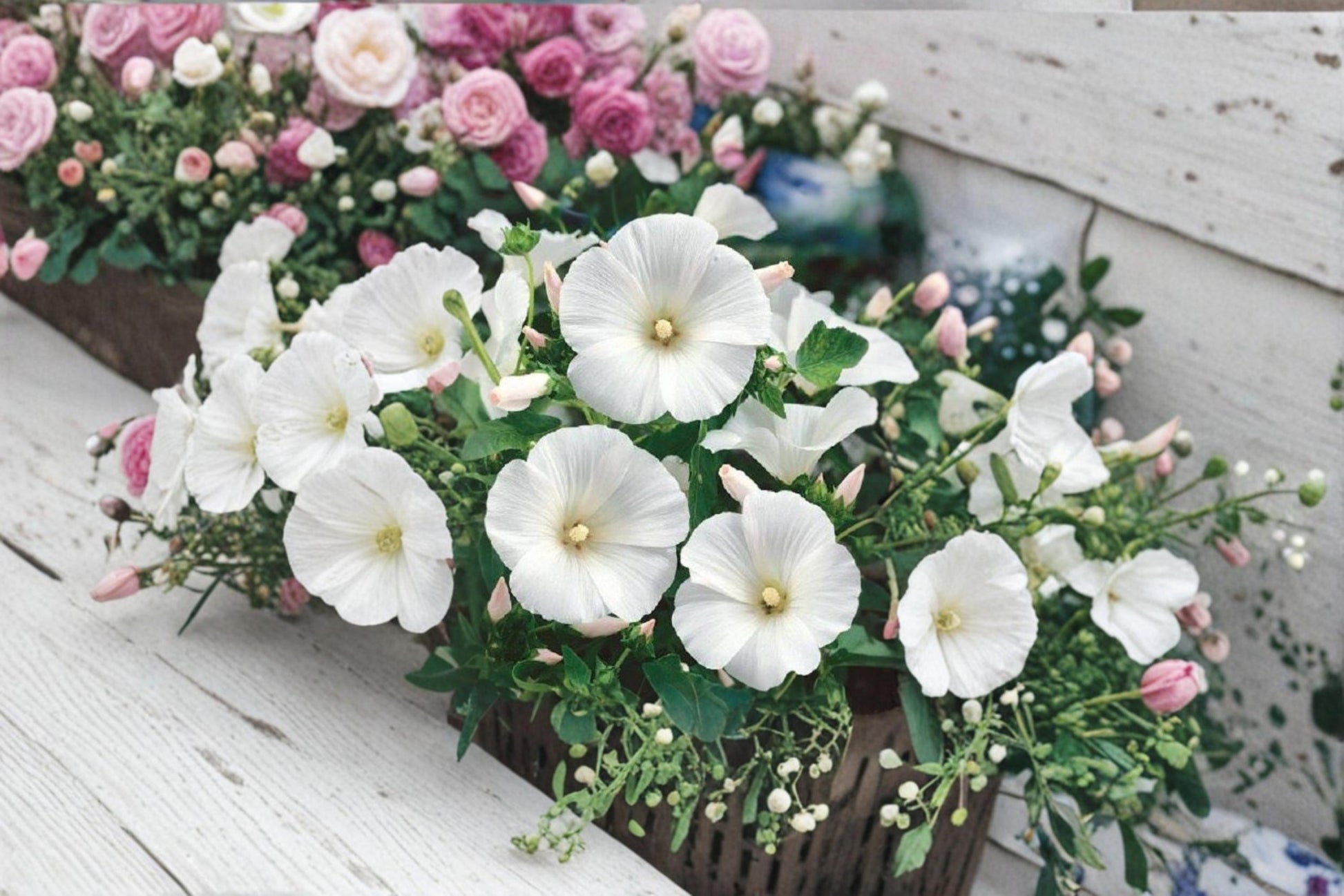 Dwarf White Rose Mallow Seeds – Lavatera trimestris – White Flower Annual for Garden Borders & Full Sun Plant