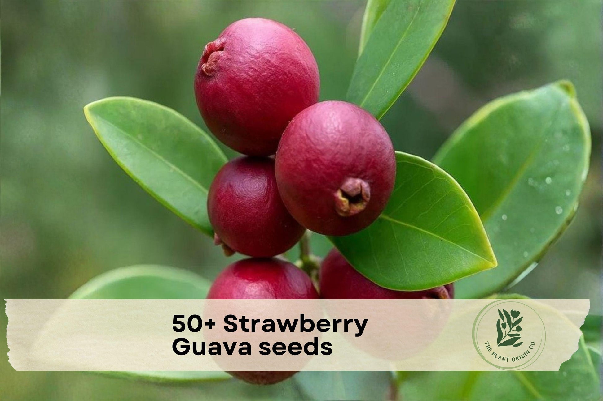50+ Strawberry Guava Seeds - Tropical Fruit Tree Seeds for Garden & Container Growing Psidium cattleianum