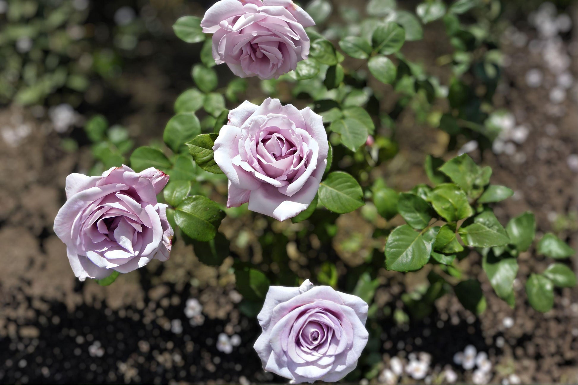Blue Girl Rose Cuttings – Rare Lavender Blue Hybrid Tea Rose with Intense Fragrance, Award-Winning Rosa ‘Blue Girl’