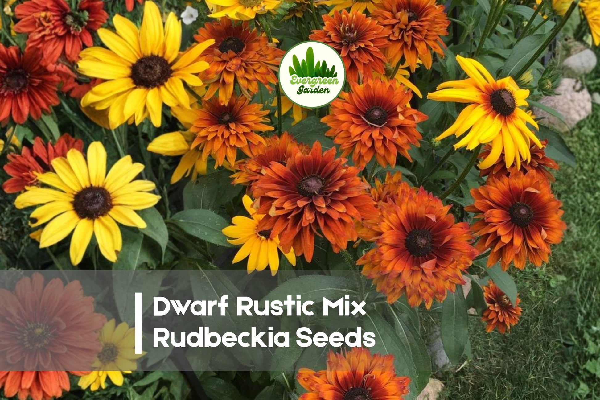 Dwarf Rudbeckia Seeds | Rustic Mix, Black-eyed Susan, Rudbeckia hirta, Summer Bloom, Pollinator-Friendly, Compact 12-18 in