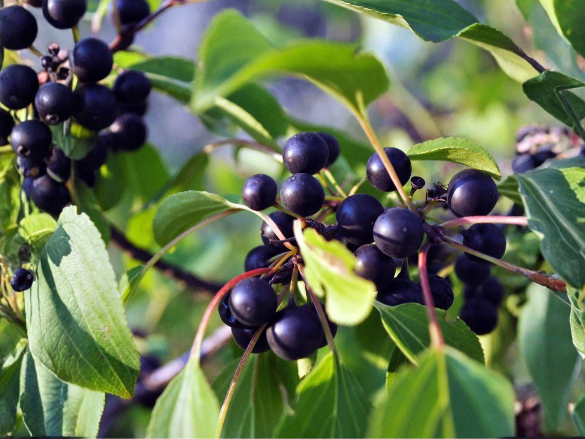 Black Cherry Tree Bare Root 2 ft Prunus serotina Native Fruit Tree for Landscaping & Wildlife