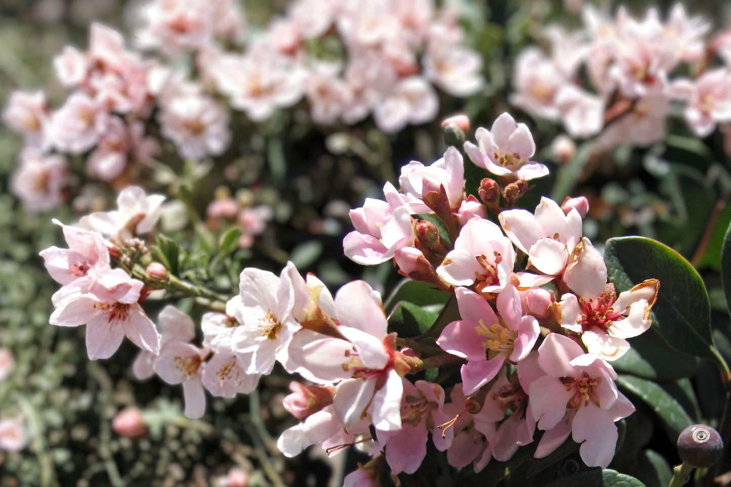 Indian Hawthorne Pink Dancer Cuttings – Evergreen Flowering Shrub, Rhaphiolepis indica, 6-inch Live Plant for Borders & Hedges