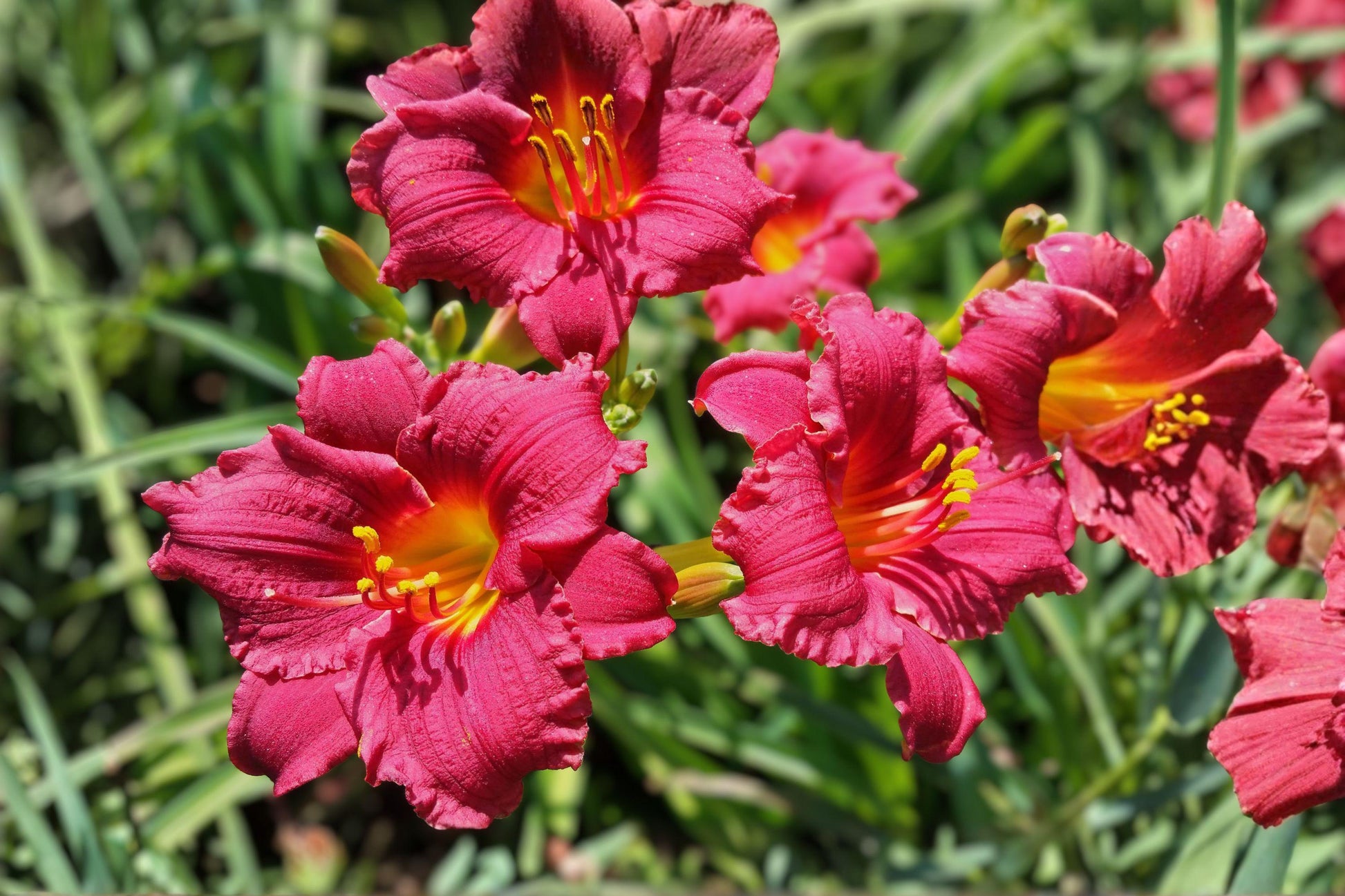 Cranberry Baby Daylily Live Root – Ruffled Red Perennial Flower – Hemerocallis ‘Cranberry Baby’ for Borders & Pollinator Gardens