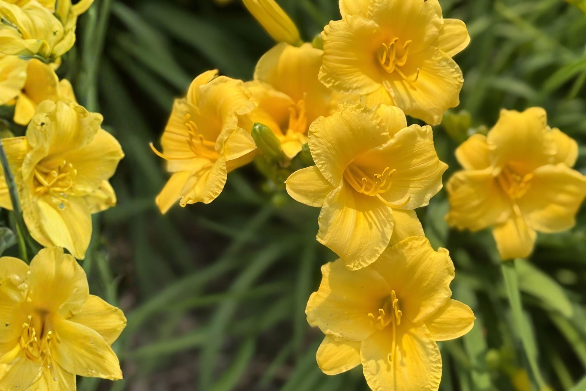 Stella de Oro Daylily – Yellow Reblooming Perennial Live Rooted Plant, Compact, Dwarf, Hemerocallis