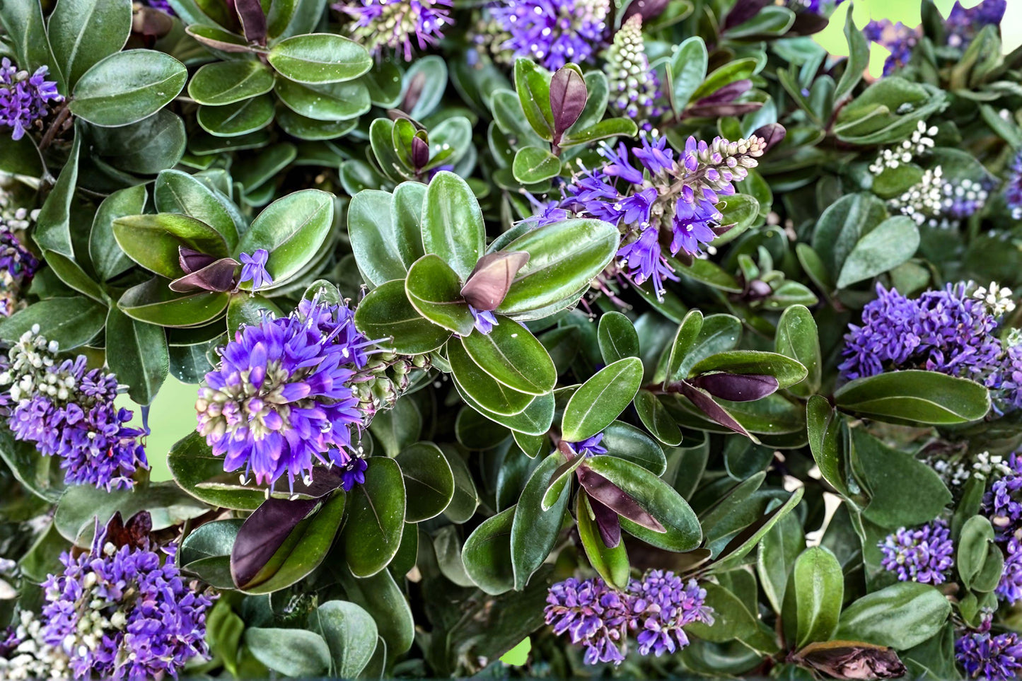 Purple Hebe Veronica Plant – Live Evergreen Shrub for Hedges, Borders & Containers, Hebe franciscana, Compact & Easy Care