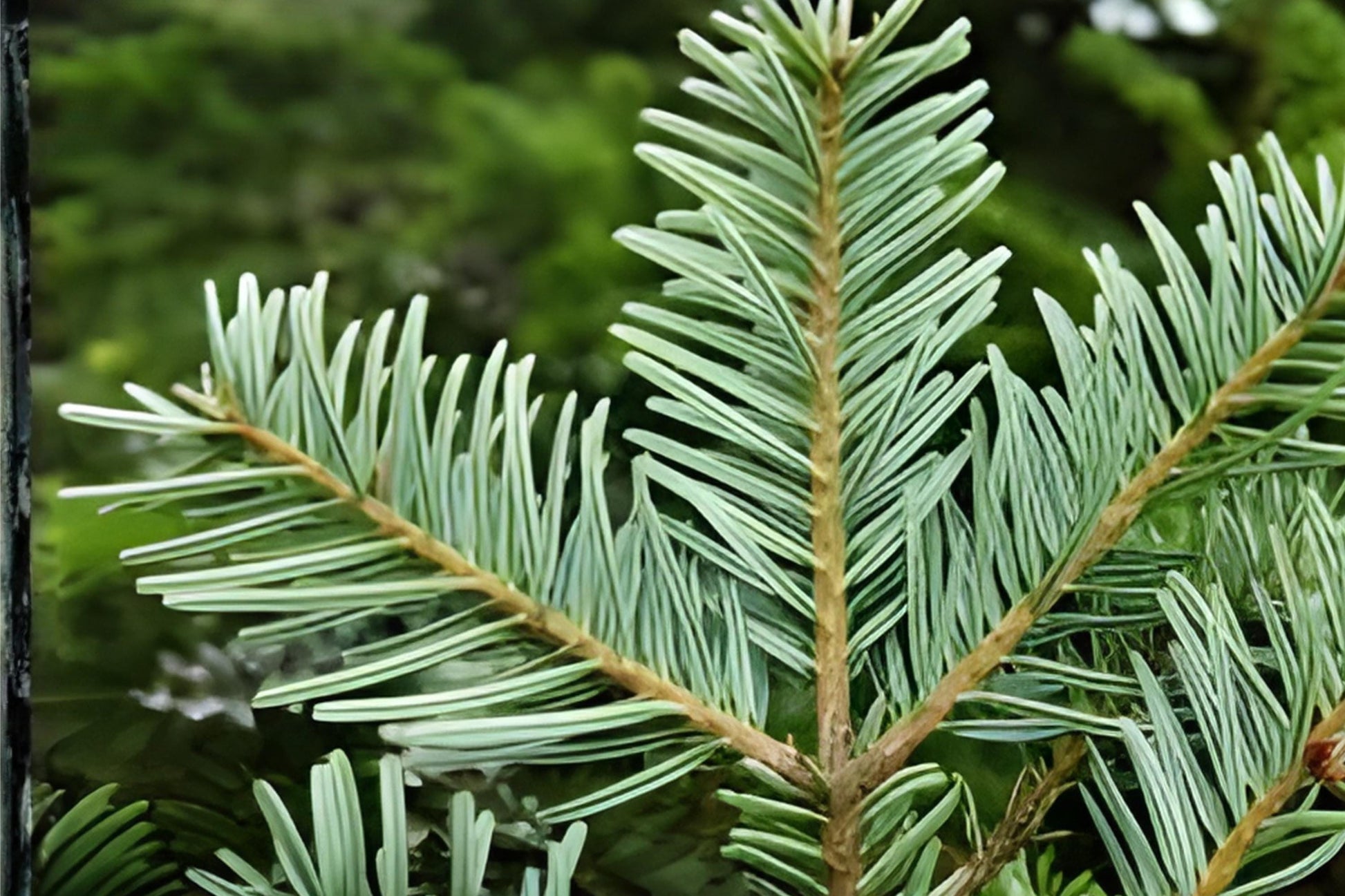 European Silver Fir Tree Seeds – Abies alba, Evergreen Conifer for Landscaping & Reforestation, Soft Silvery Needles, Cold Hardy, Easy to Grow