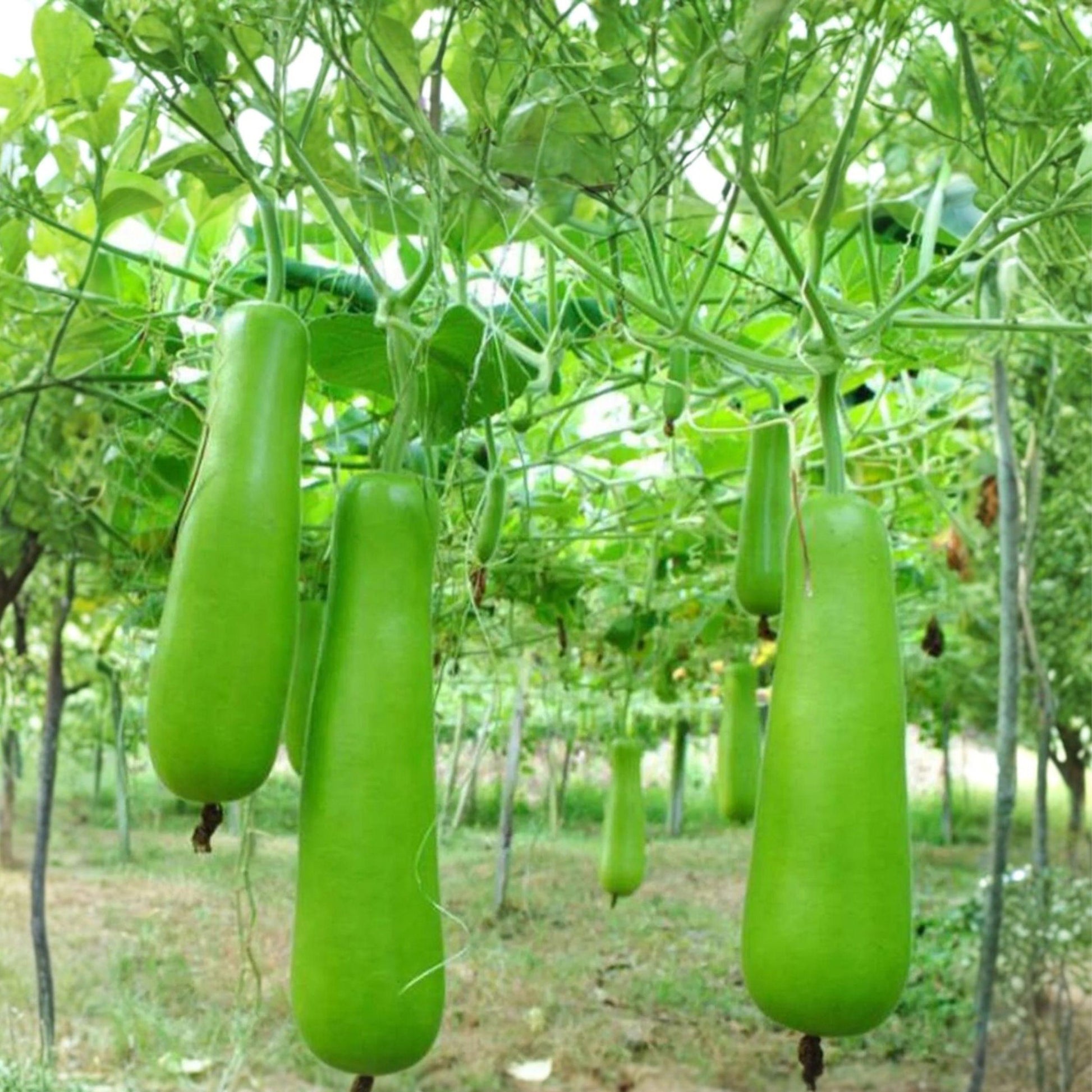 Cucuzzi Gourd Seeds, Italian Edible Bottle Gourd, Climbing Vegetable, Lagenaria siceraria, 10 Seeds