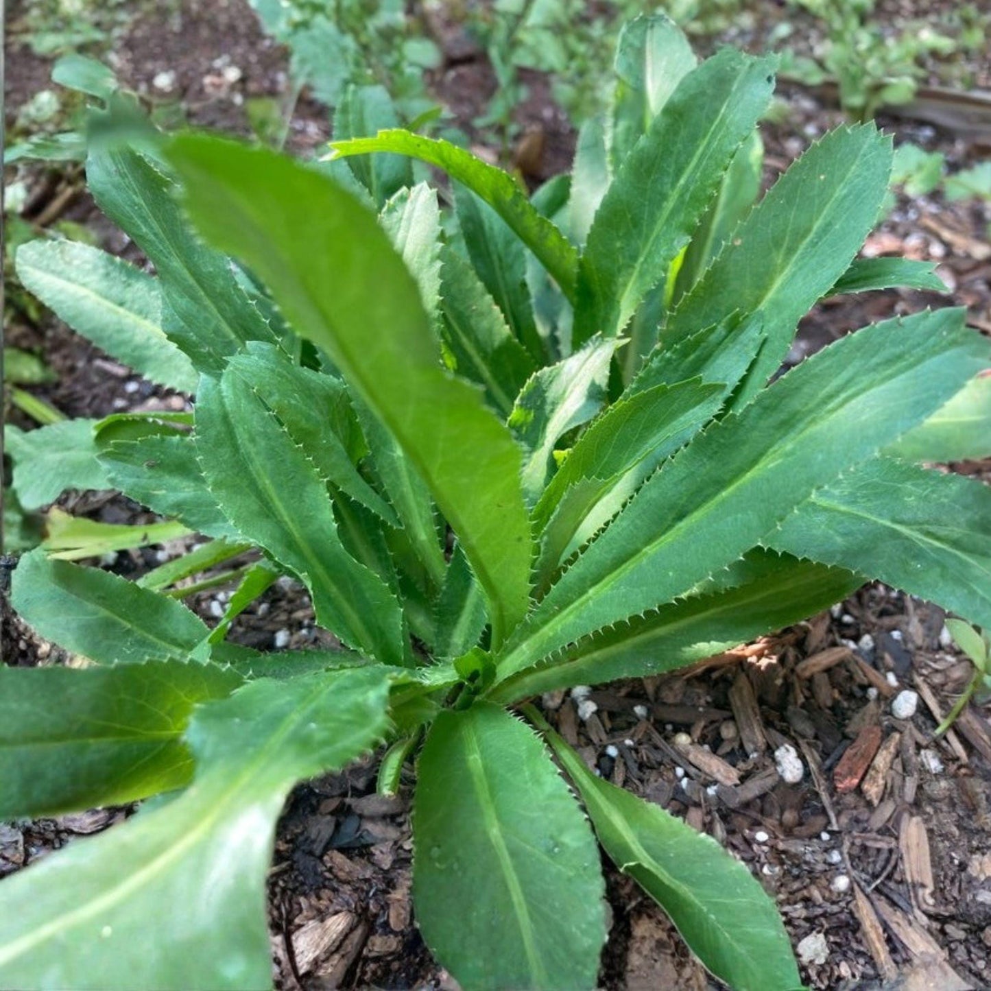 Vietnamese Culantro Seeds – Eryngium foetidum Sawtooth Herb for Culinary Gardens, 100 Seeds