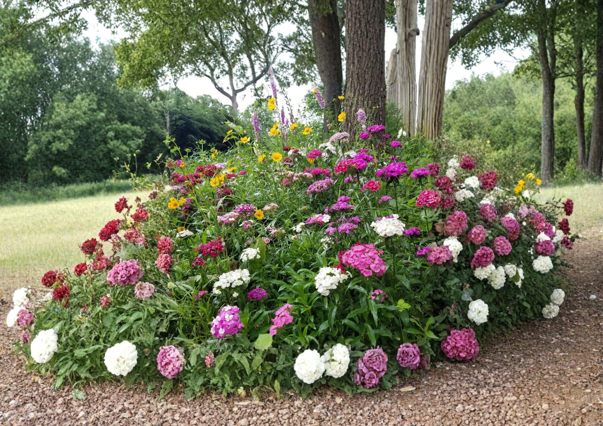 Wildflower Seeds Mix – 500+ Partial Shade Perennial & Annual Non-GMO Flower Blend for Woodland Gardens, Pollinator-Friendly Landscaping