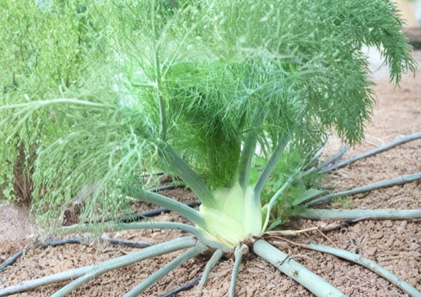 Florence Fennel Seeds, Heirloom Non-GMO Foeniculum Vulgare, Culinary & Medicinal Herb, Vegetable Seeds, 200+