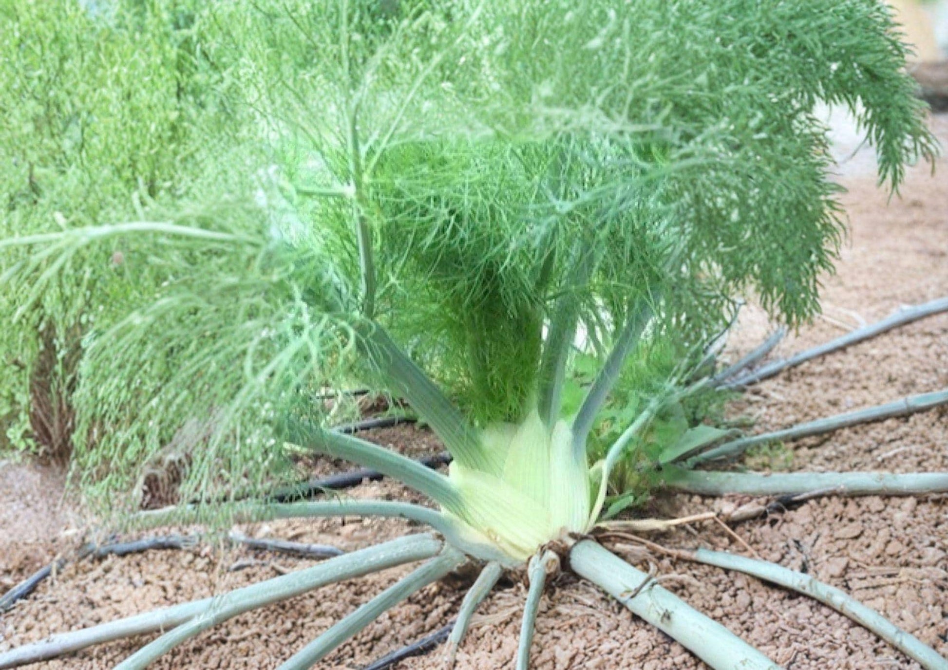 Florence Fennel Seeds, Heirloom Non-GMO Foeniculum Vulgare, Culinary & Medicinal Herb, Vegetable Seeds, 200+