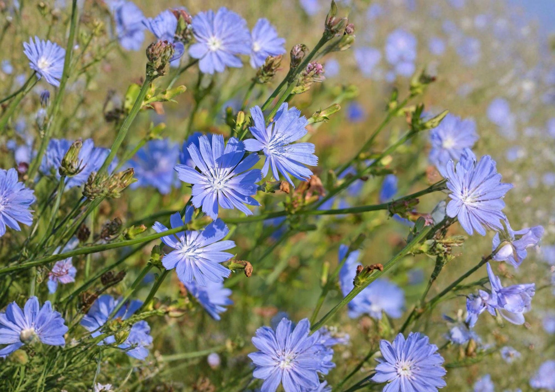 Chicory Seeds 1000+ Non-GMO Heirloom Blue Dandelion Coffeeweed Succory Herb Flower Cichorium Intybus
