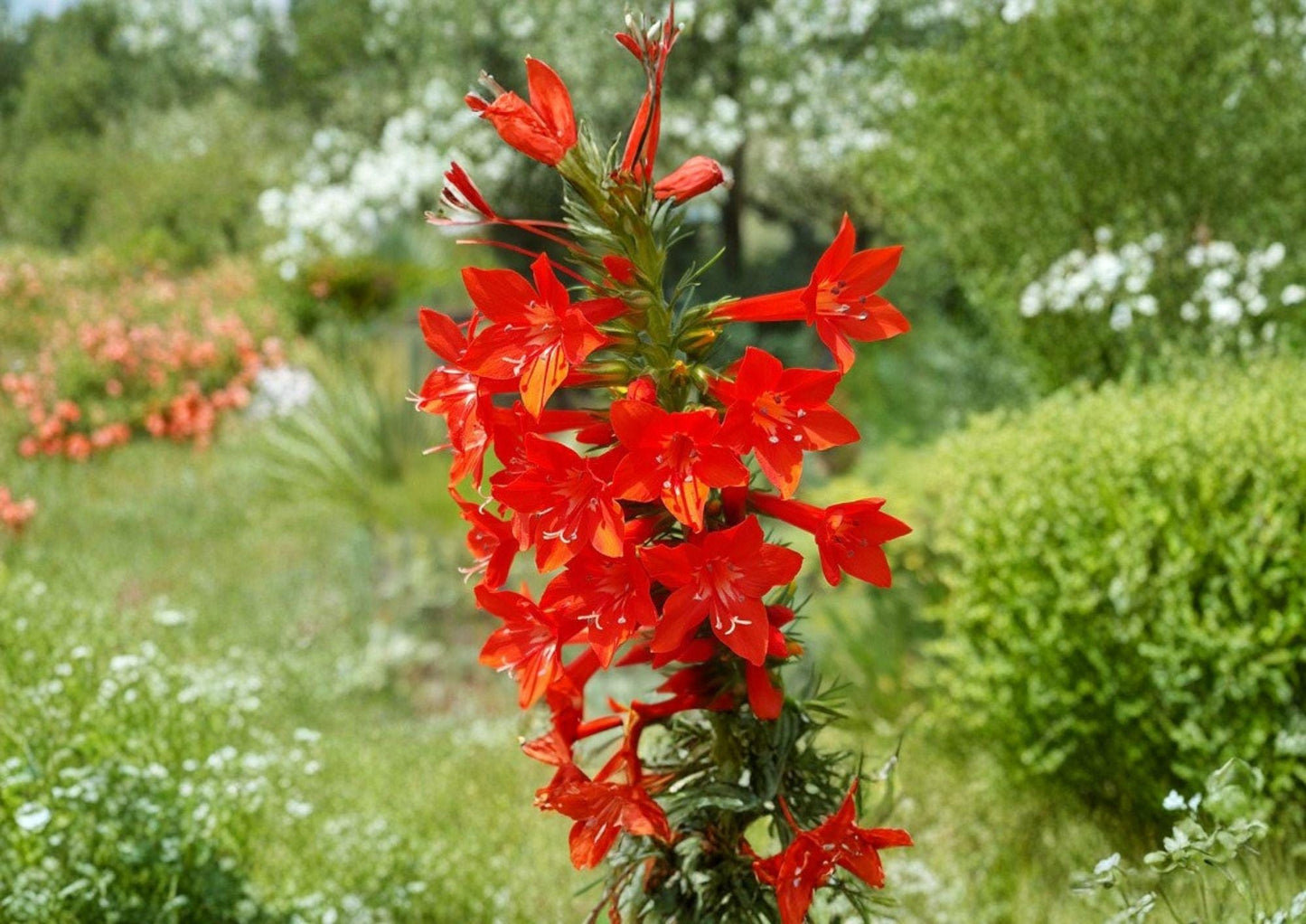 Standing Cypress Seeds, Ipomopsis rubra, Wildflower for Garden, Pollinator & Hummingbird Friendly, Red Flower Spikes, Heirloom