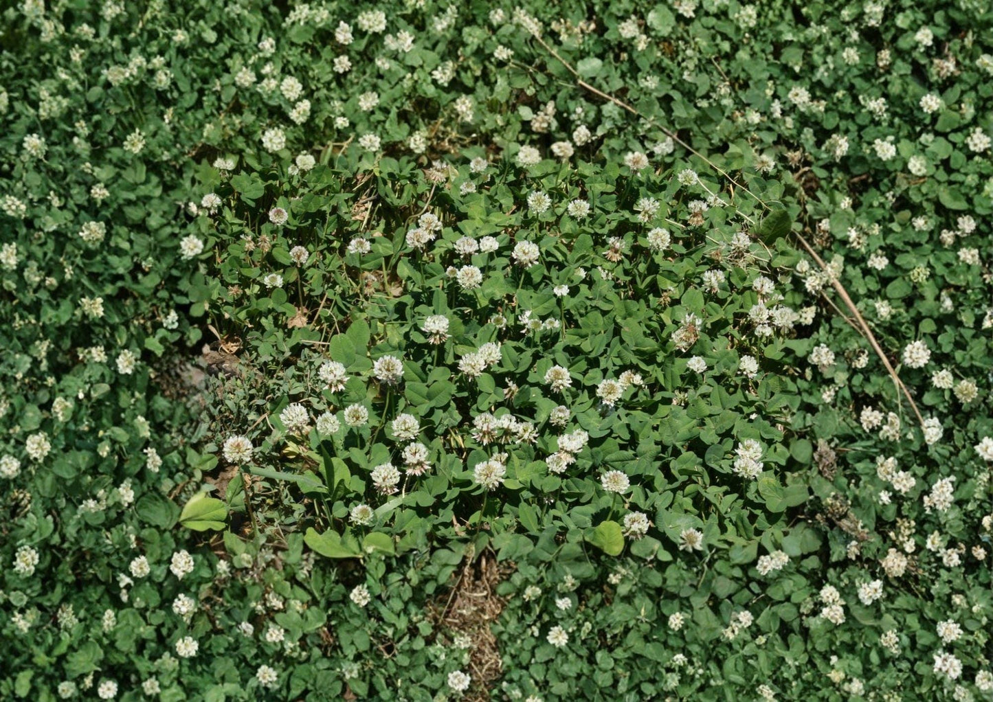 White Dutch Clover Seeds, Non-GMO Perennial Legume Cover Crop for Lawn, Ground Cover, Soil Fertility, Pollinator Friendly
