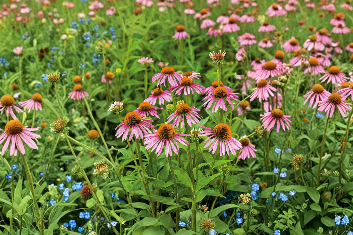 Purple Coneflower Seeds - Perennial Wildflower, Drought Tolerant, Pollinator Friendly, Echinacea purpurea