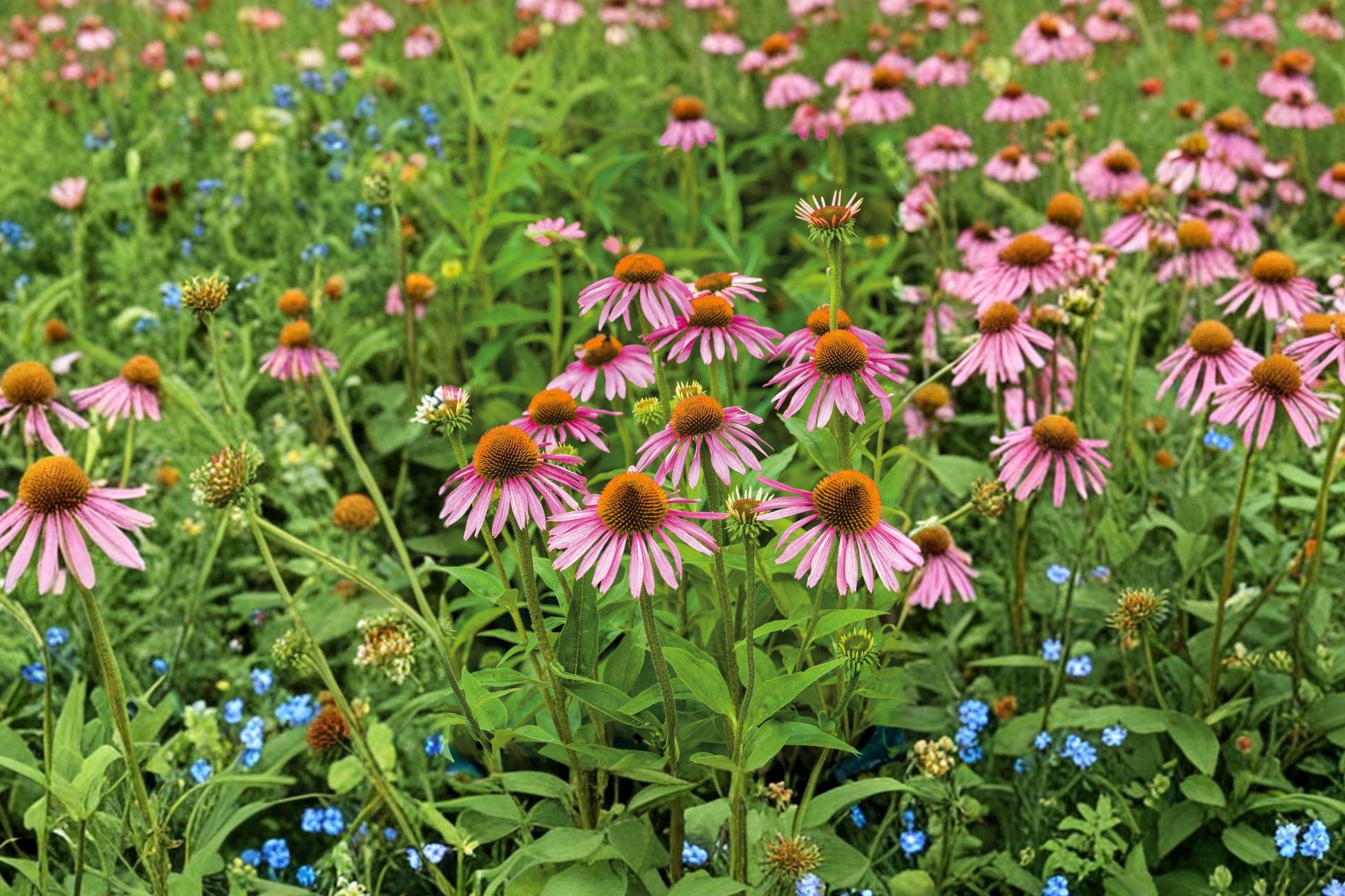 Purple Coneflower Seeds - Perennial Wildflower, Drought Tolerant, Pollinator Friendly, Echinacea purpurea
