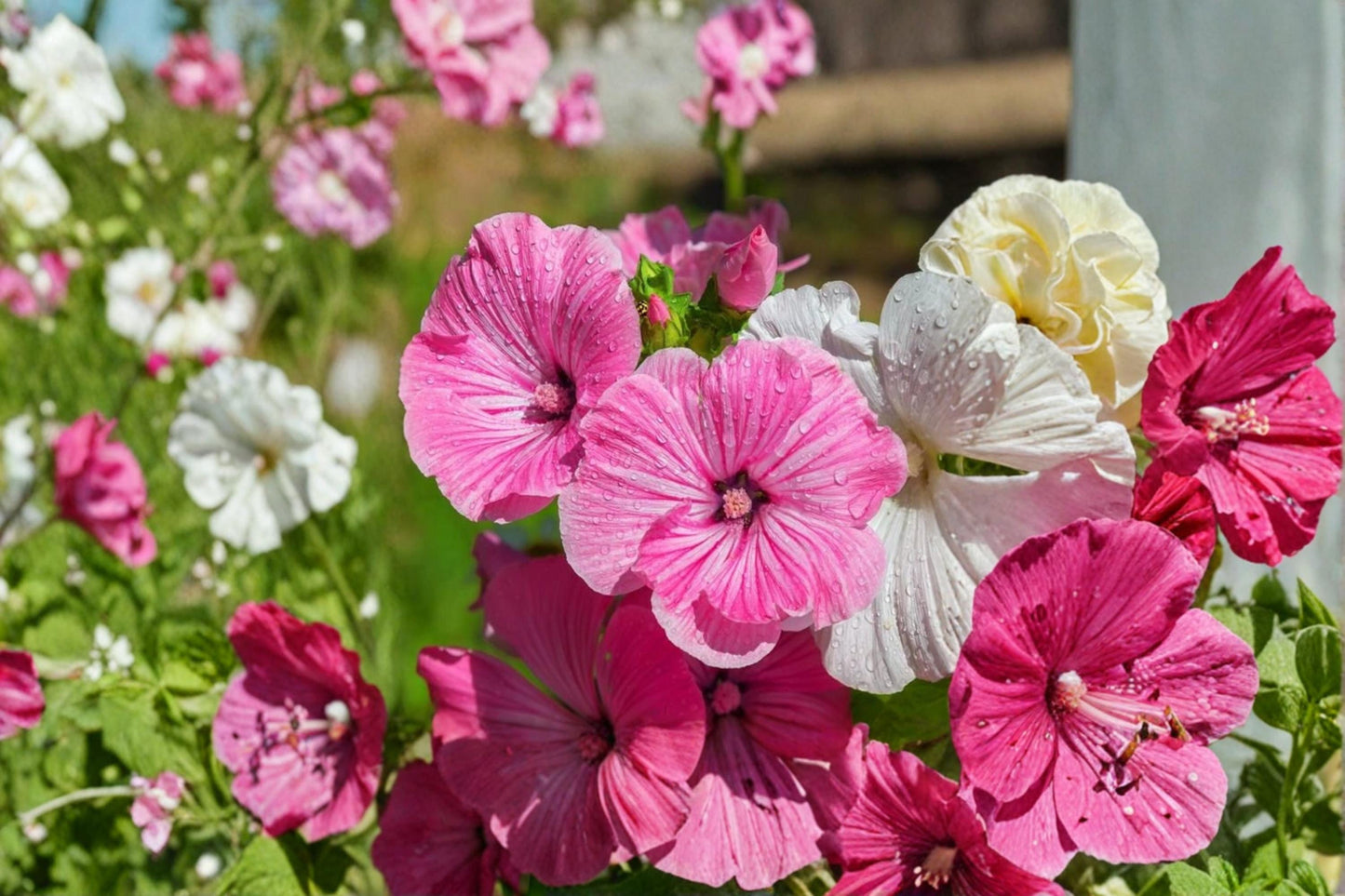 Dwarf Rose Mallow Seeds, Lavatera trimestris, Annual Flower, Pink, White & Rose Blooms, Compact Garden Plant, Easy Grow Seed