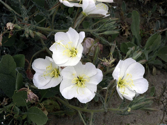 Pale Evening Primrose Seeds – Heirloom Wildflower Native Garden Planting – Oenothera pallida, Non-GMO, Open-Pollinated, Native Landscape Seeds
