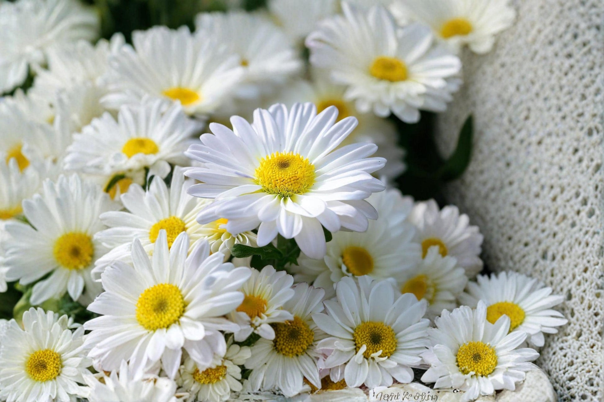 Shasta Daisy Seeds – Perennial White Flower with Yellow Center – Chrysanthemum maximum Garden Flower Seeds