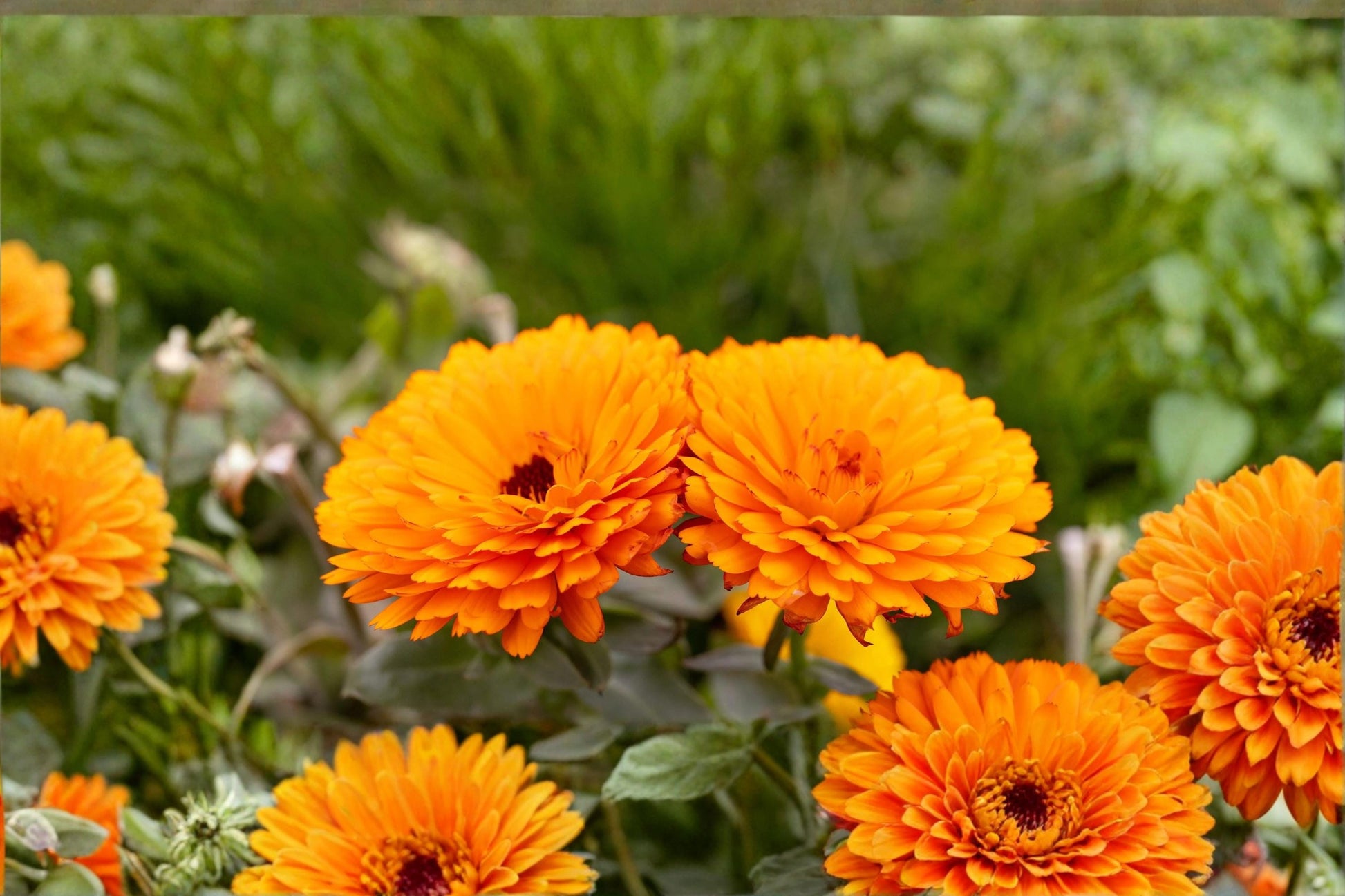 Pacific Beauty Orange Calendula Seeds – Calendula officinalis, Bright Orange Daisy-Like Flowers, Annual Flower Seed for Garden Borders