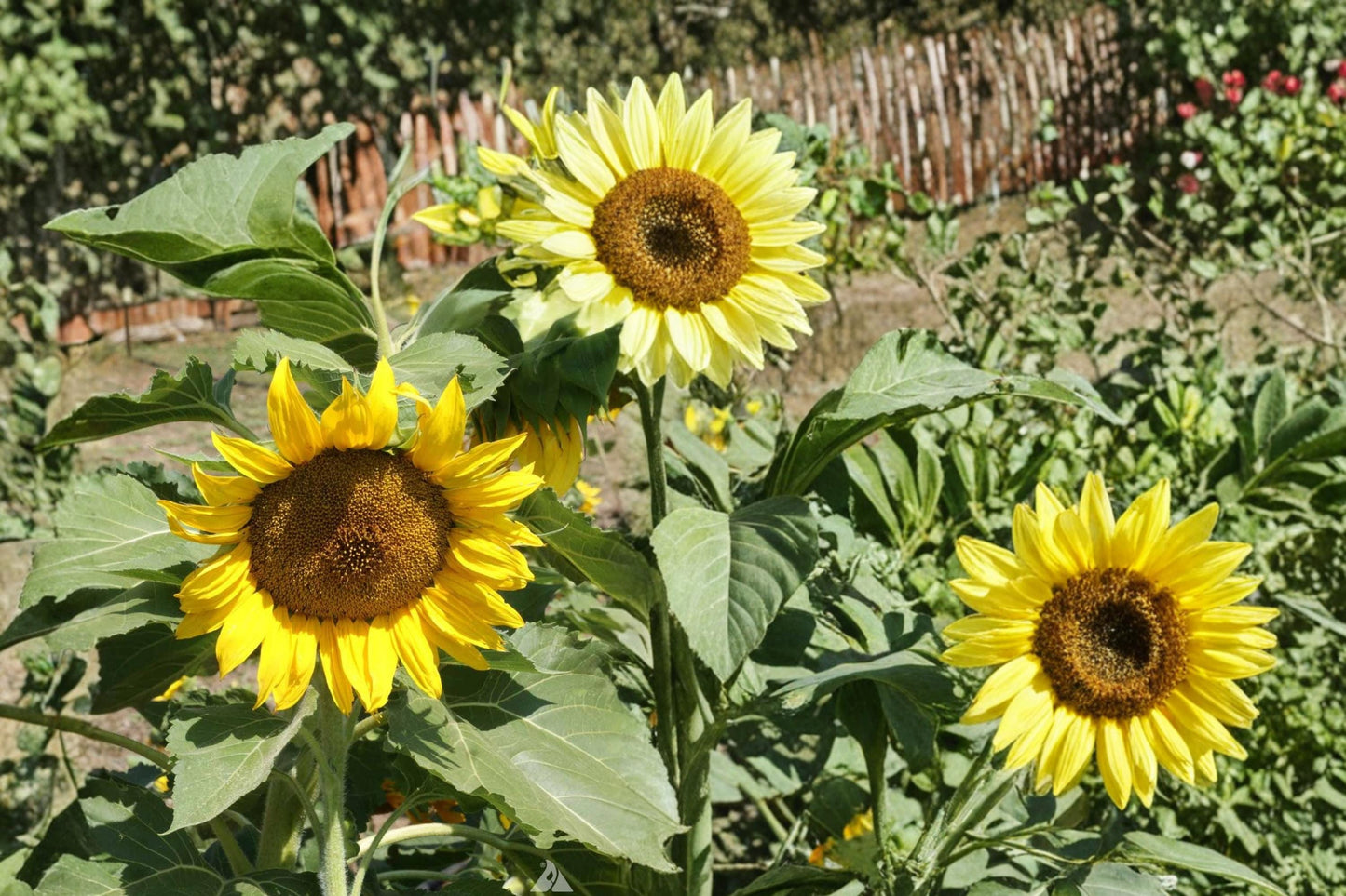Sunspot Sunflower Seeds – Helianthus annuus Compact Annual with Large Yellow Blooms for Garden Borders