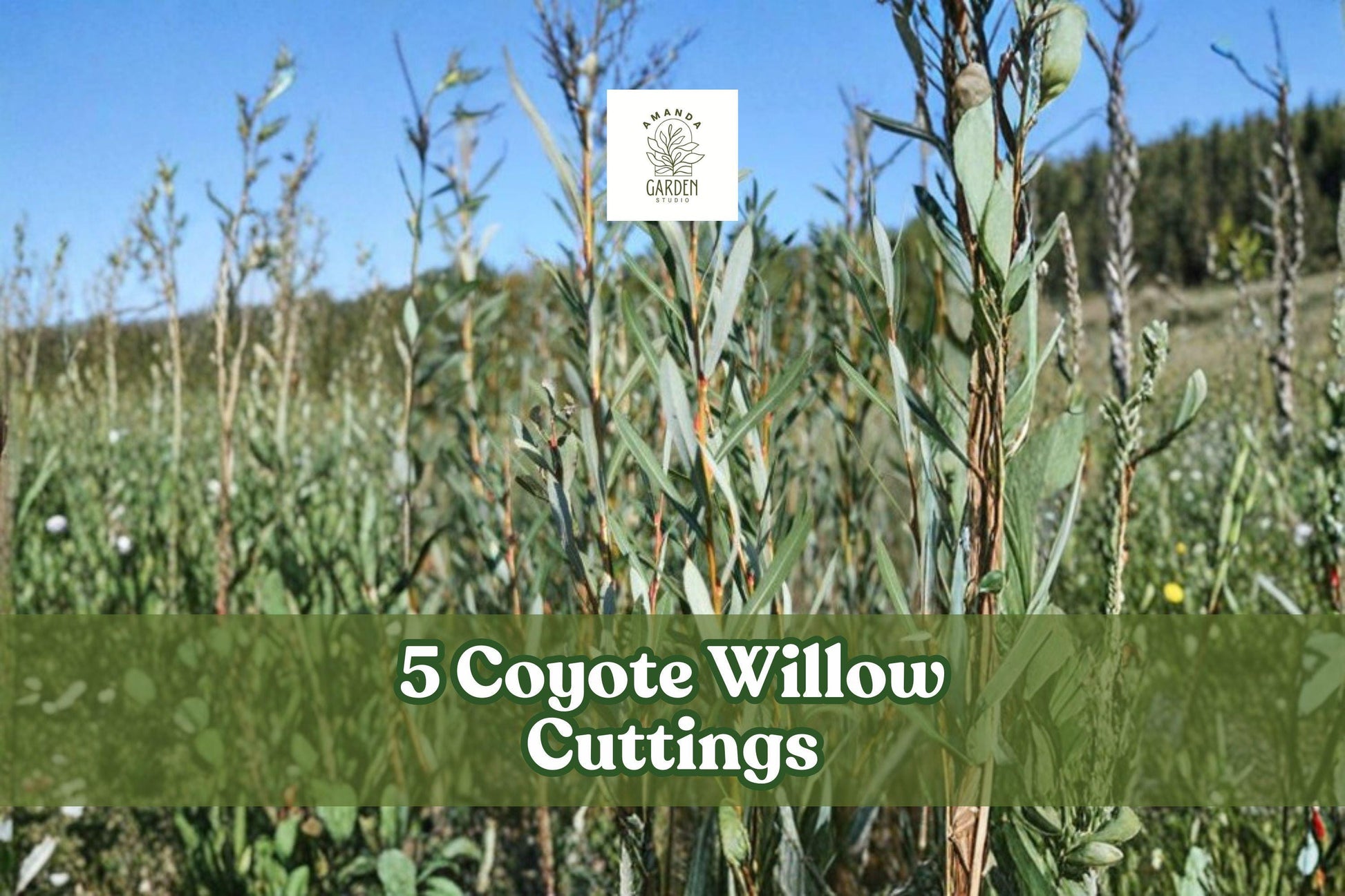 Coyote Willow Cuttings – Salix exigua – Fast-Growing Native Shrub for Hedges & Landscaping