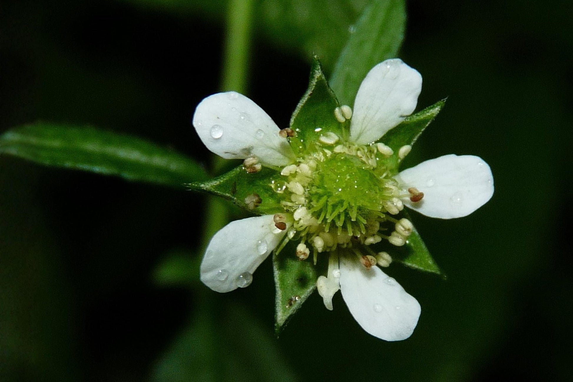 White Avens Seeds - Native Wildflower, Geum canadense, Pollinator Friendly, Woodland Garden, Shade Plant, 100 Seeds
