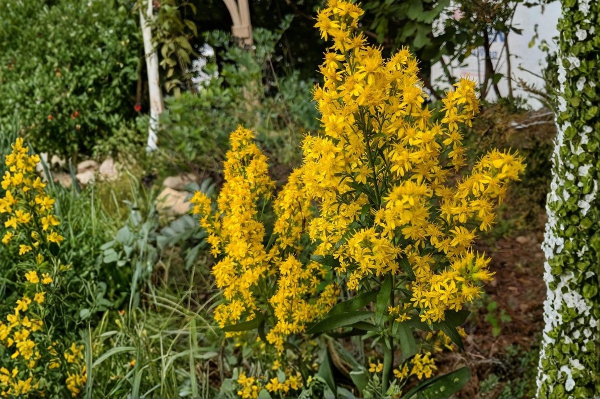 Showy Goldenrod Seeds – Perennial Wildflower with Bright Yellow Clusters – Solidago speciosa