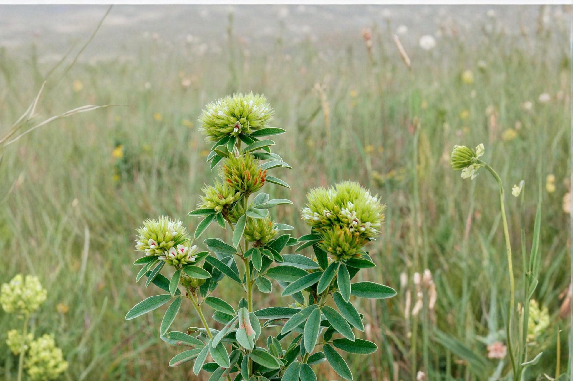 Roundhead Bush Clover Seeds – Lespedeza capitata Perennial Wildflower with Cream to Pale Yellow Flowers