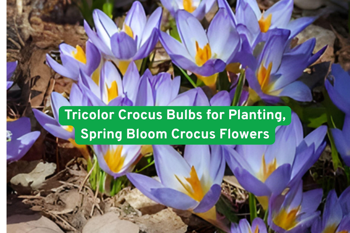 tricolor crocus bulbs, spring flowering bulbs, early bloom crocus, perennial crocus flowers, garden border bulbs, container crocus bulbs, pollinator friendly flowers, naturalizing crocus, vibrant spring color, low maintenance bulbs, outdoor flower bulbs, purple yellow white crocus, early spring garden