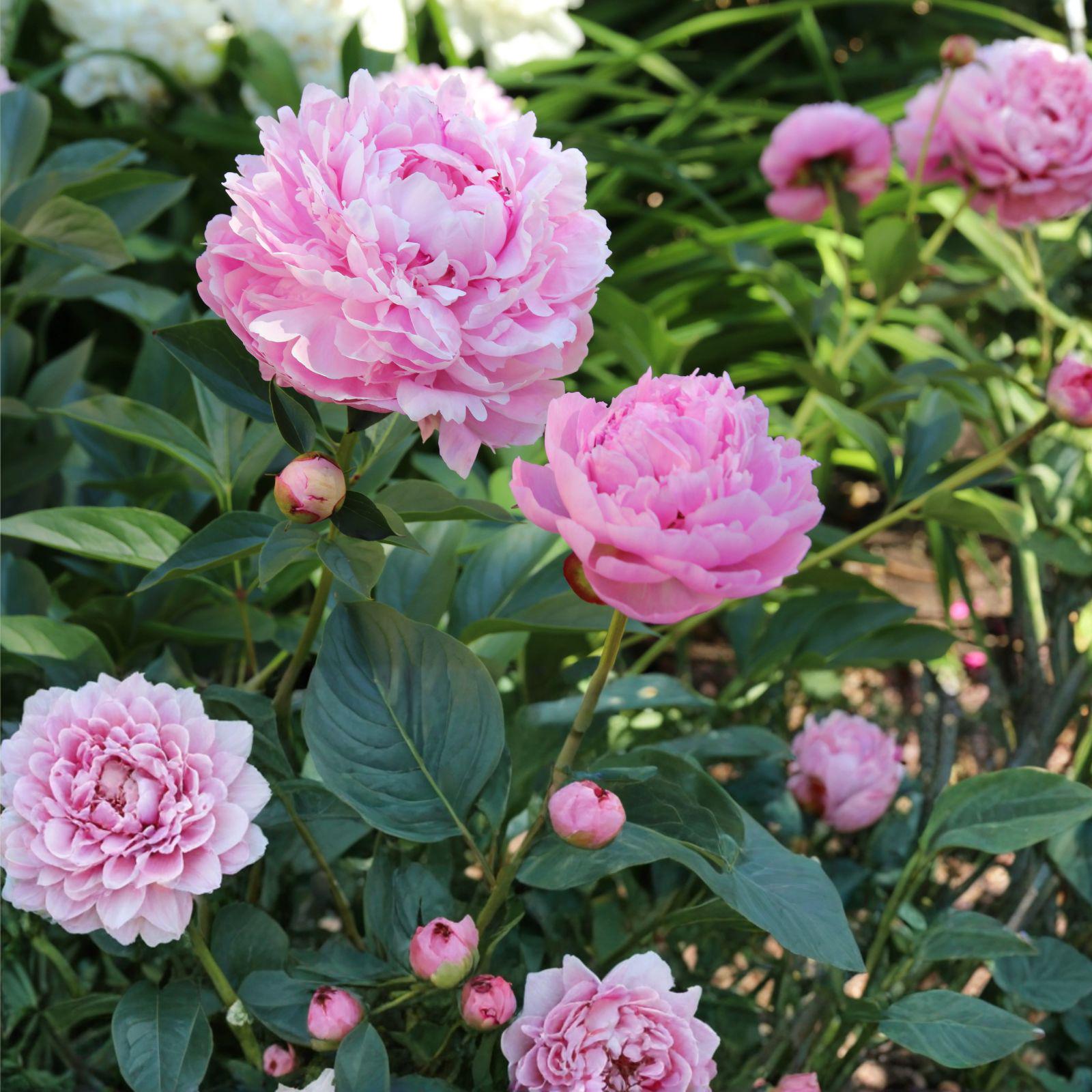 Sarah Bernhardt Peony Root – Double Pink Fragrant Garden Flower, Clumping Perennial, Cut Flower, Paeonia 'Sarah Bernhardt'