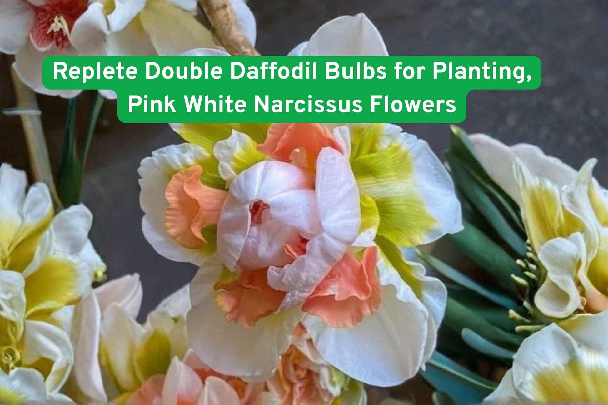 daffodil bulbs, pink white narcissus, spring flower bulbs, perennial garden plants, double daffodil blooms, flower bed bulbs, container garden bulbs, cut flower daffodils, romantic garden flowers, easy grow bulbs, early spring bulbs, decorative garden plants, flowering bulb varieties