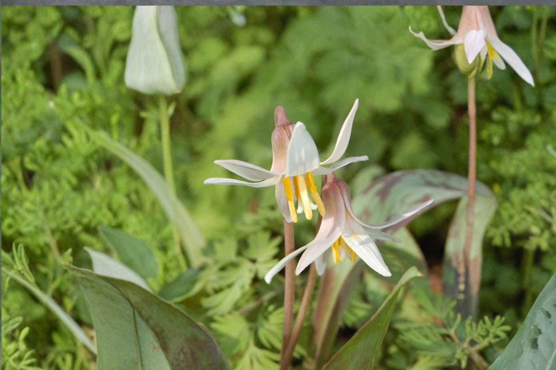 White Trout Lily Seeds, Erythronium albidum, Perennial Woodland Flower, White Nodding Blooms, Shade Plant Seed