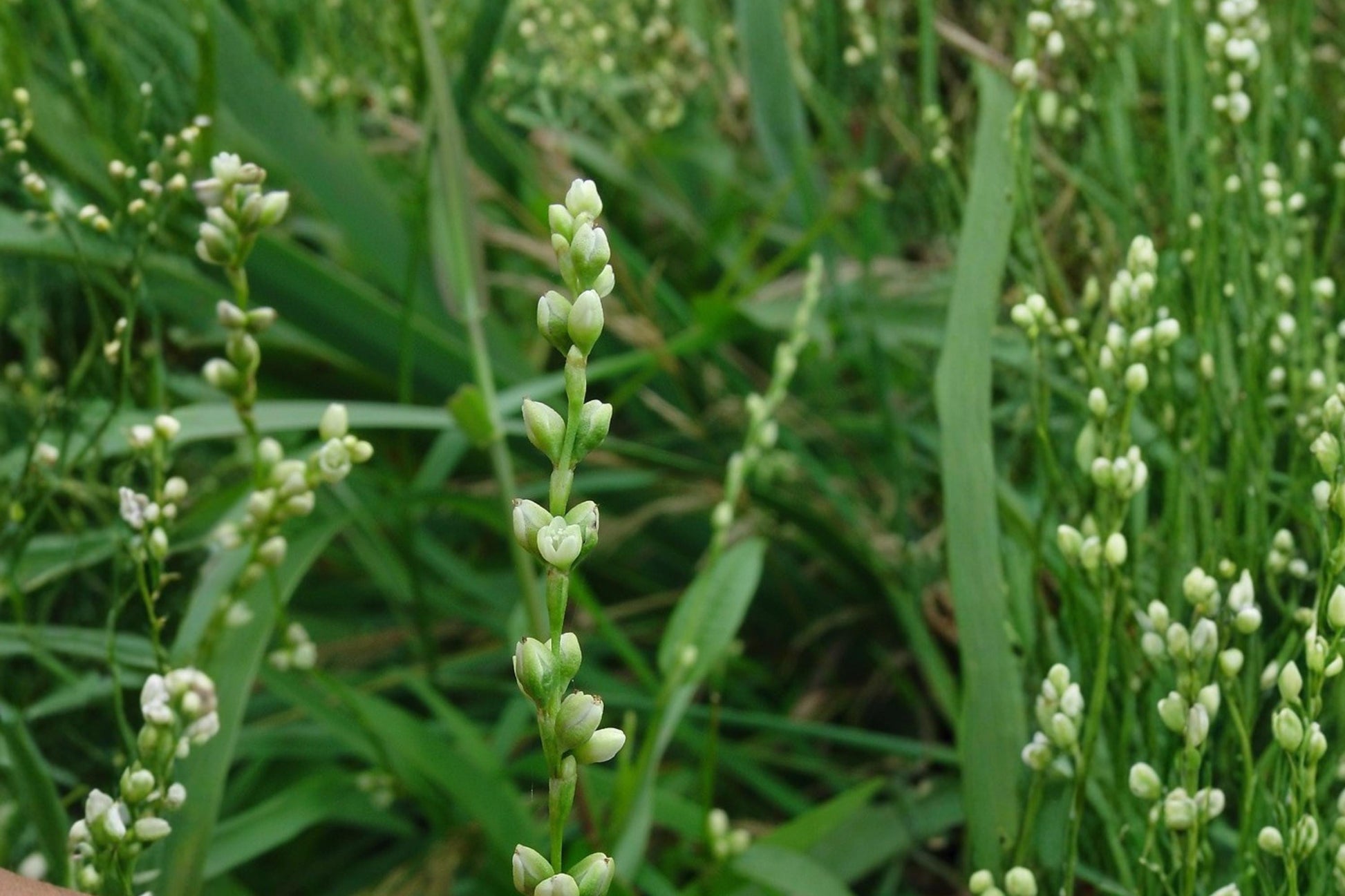 Smartweed Seeds – Persicaria punctata, Wetland Wildflower, Pink Small Flower Spikes, Moisture-Loving Annual Plant