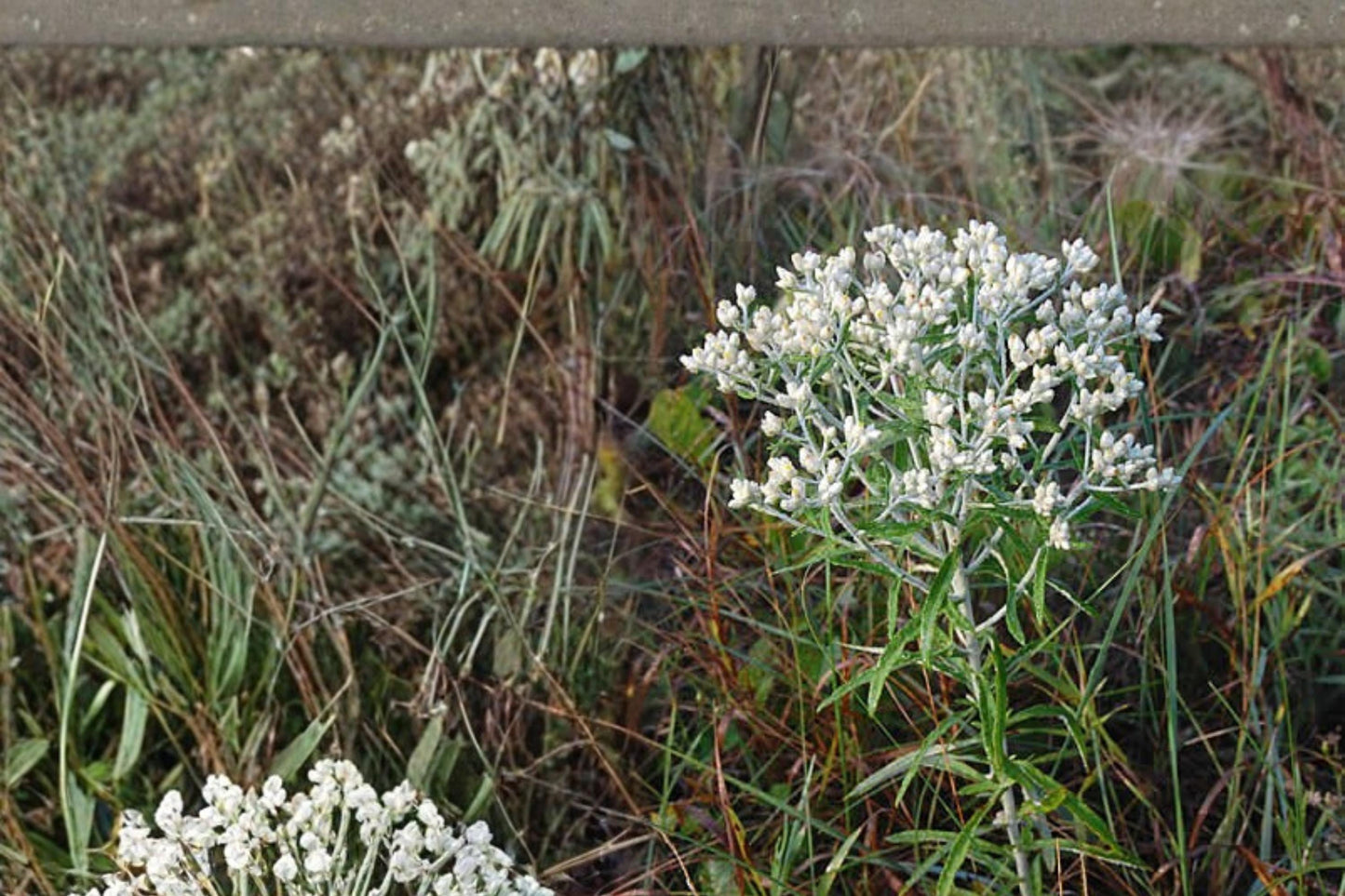Sweet Everlasting Seeds – Pseudognaphalium obtusifolium Wildflower with White Papery Clusters, Silvery Foliage, Native Pollinator Plant
