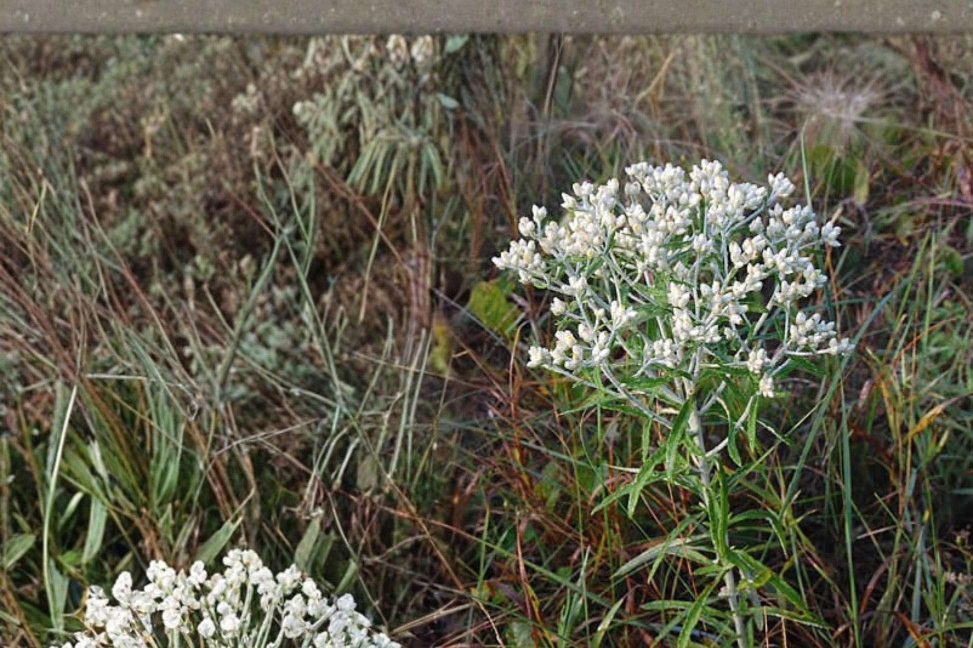 Sweet Everlasting Seeds – Pseudognaphalium obtusifolium Wildflower, White Papery Blooms, Silvery Foliage, Native Pollinator Plant