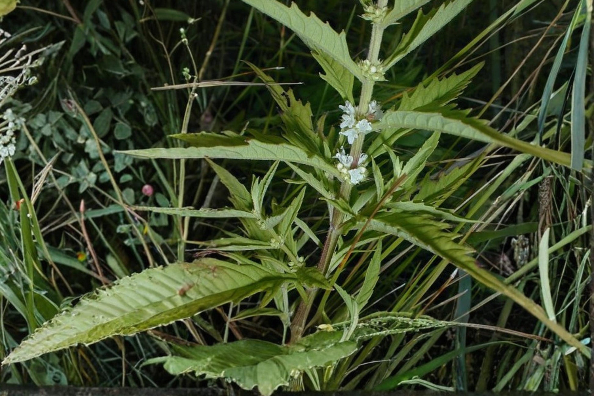 American Bugleweed Seeds – Lycopus americanus, Wetland Perennial with White to Pale Purple Flowers, Serrated Foliage