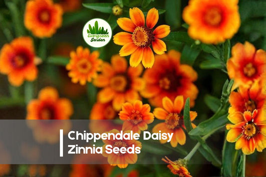 Chippendale Daisy Zinnia Seeds, Bright Mixed Colors, Annual Flower for Borders, Containers & Pollinator Gardens, Zinnia elegans